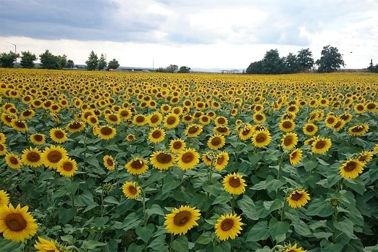 Ayçiçeği Tarlaları